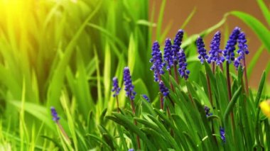 Muscari is a genus of perennial bulbous plants native to Eurasia that produce spikes of dense, most commonly blue, urn-shaped flowers resembling bunches of grapes in the spring. Grape hyacinth.