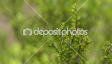 Rhamnus bourgeanus Espinalera odunsu çiçekli bitki cehri ailesindeki Cehrigiller çözülmemiş bir türüdür. Cehrigiller büyük çiçekli bitkiler, yaygın olarak adlandırılan cehri Aile ailedir.