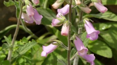 Digitalis, yaygın olarak foxgloves olarak adlandırılan otsu çok yıllık, çalı ve bienal yaklaşık 20 tür bir cinstir. Bu cins geleneksel figwort aile Scrophulariaceae yer aldı.