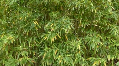 Phyllostachys aurea çeşitli Bambuseae kabilesine ait kümeleyerek bambu türünün bir bambu türüdür. Fujian ve Zhejiang Çin'e.