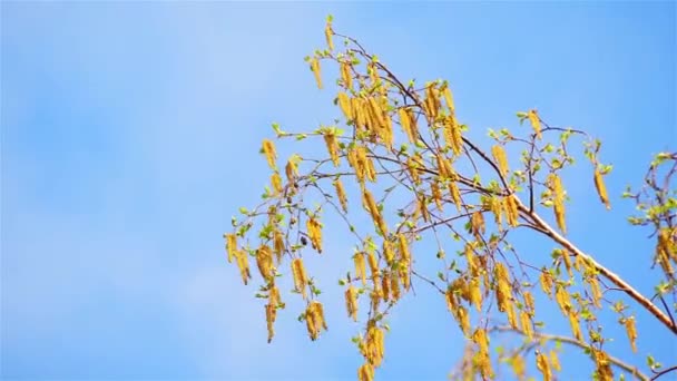 Birch branch with catkins on a background of blue spring sky. Birch is a thinleaved deciduous hardwood tree of the genus Betula, in the family Betulaceae family Fagaceae. — Stock Video