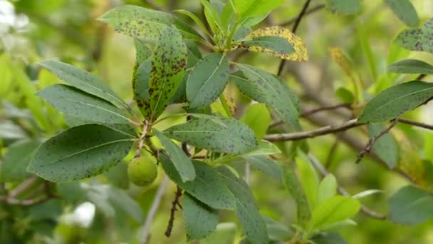 Arbutus unedo(イチゴの木)は、エリサゲ科の常緑低木または小さな木です。アイルランド南西部と北西部に存在することから、アイルランドのイチゴの木として知られている。. — ストック動画