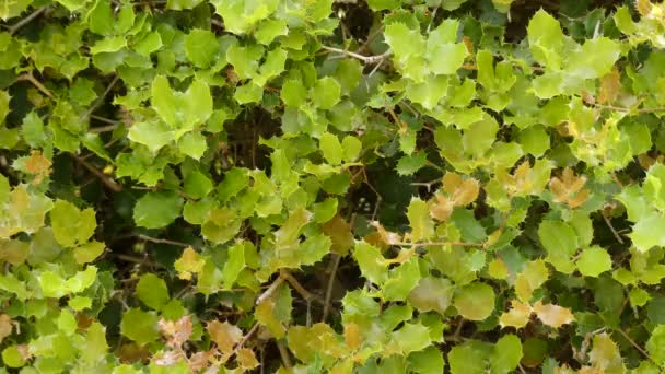 Quercus coccifera, el roble kermes, es un roble en la sección de Quercus Cerris. Es originaria de la región mediterránea y del Magreb del norte de África. . — Vídeos de Stock