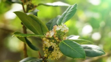 Çobanpüskülü aquifolium (holly, ortak holly, İngilizce holly, Avrupa holly veya zaman zaman Noel holly), holly Batı ve Güney Avrupa, Kuzeybatı Afrika ve Güneybatı Asya familyasından.