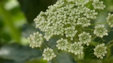 Magydaris panacifolia, Mallorka, İspanya'nın endemizm. Magydaris çok yıllık otlar maydanozgiller ailesindeki Batı Akdeniz için yerel bir cinsidir.