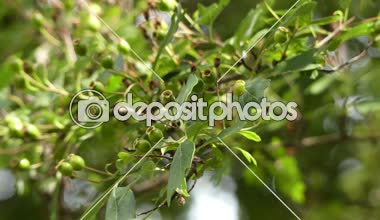 Crataegus bitkisinden, ortak alıç veya alıç, tek numaralı seribaşı olarak bilinen alıç Avrupa, Kuzeybatı Afrika ve Batı Asya'da türüdür. Dünyanın diğer bölgelerinde birçok tanıttı