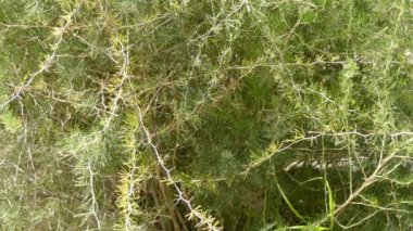 Kuşkonmaz albus (Manolya giliye, Liliopsida sınıfı, sipariş Asparagales, aile Asparagaceae, cins Kuşkonmaz).