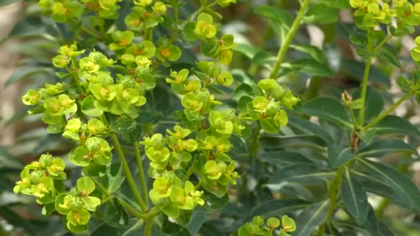 Euphorbia margalidiana is een plantensoort uit de familie Euphorbiaceae. De soort is endemisch in Spanje. De natuurlijke habitats zijn mediterrane Matorral struikgewas vegetatie, en op rotsachtige kusten. — Stockvideo