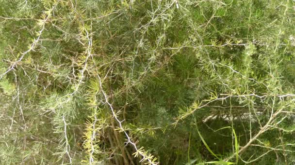 Espárragos albus (departamento Magnoliophyta, clase Liliopsida, orden Asparagales, familia Asparagaceae, género Asparagus ). — Vídeo de stock