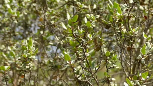 Rhamnus ludovici-salvatoris, endémica de Mallorca, España. Rhamnus es un género de cerca de 110 especies aceptadas de arbustos o pequeños árboles, comúnmente conocidos como espinos cerval en la familia Rhamnaceae. . — Vídeo de stock