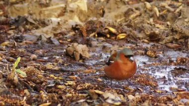 Ortak ispinoz (Fringilla coelebs), genellikle sadece ispinoz bilinen ortak küçük ötücü kuş türü finch var. Erkek parlak mavi-gri kap ve pas kırmızısı alt parçaları ile renklidir.