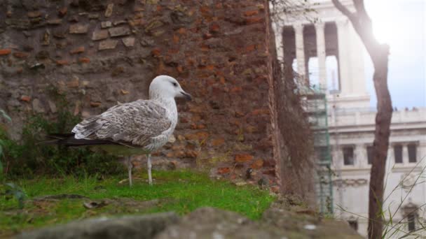 Gran gaviota gris cerca Basílica de Santa María del Altar del Cielo en Roma, Italia. — Vídeo de stock