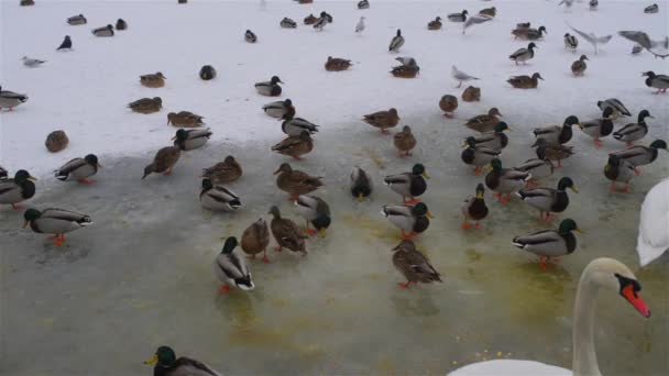 Patos y cisnes en el agujero de hielo en el río Vístula cerca del castillo de Wawel en Cracovia, Polonia . — Vídeos de Stock