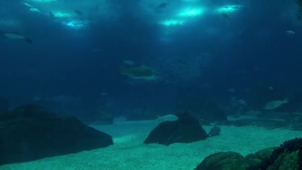 Timelapse: Oceanario con molte specie diverse di pesci . — Video Stock