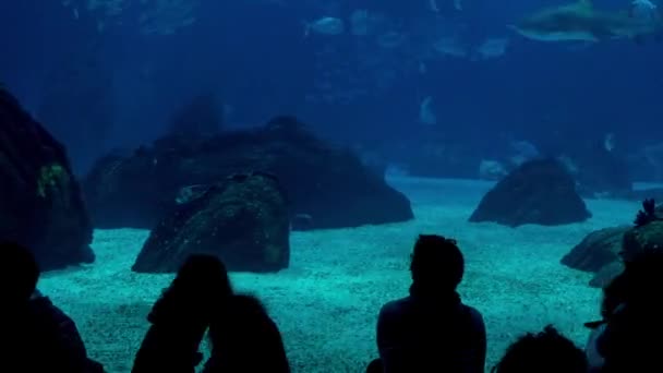 Timelapse: silhouetten van mensen tegen de achtergrond van een groot glazen aquarium. — Stockvideo
