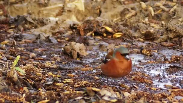 Чаффинч (Fringilla coelebs), обычно известный просто как чаффинч (chaffinch), является обычным мелким воробьиным птицей в семействе зябликов. Мужчина ярко окрашен в синий-серый колпачок и ржаво-красные нижние части . — стоковое видео