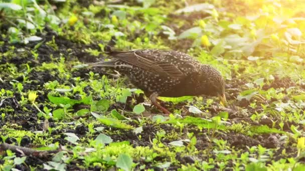 Обыкновенный скворец (Sturnus vulgaris), также известный как европейский скворец, или на Британских островах просто скворец, является среднеразмерной воробьиной птицей из семейства скворечников, Sturnidae . — стоковое видео