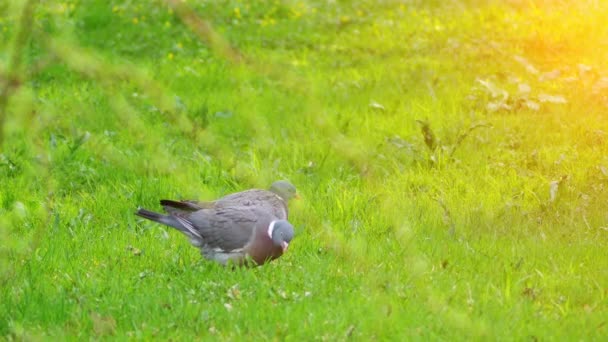 Vanlig träduva (Columba palumbus) är en stor art i familjen duva och duva. Den tillhör släktet Columba och tillhör familjen Columbidae. I sydöstra England-som Culver. — Stockvideo