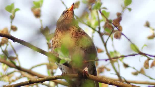 Fieldfare (Turdus pilaris) pamukçuk giller (Turdidae) familyasından bir turdidae familyasından bir turturgiller familyasından bir turfare familyaya dır. Kuzey Avrupa ve Asya'da ormanlık ve çalılıklarda ürerler. Güçlü bir şekilde göçmendir, kışın güneye doğru hareket ederler.. — Stok video