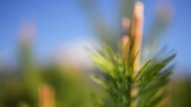 Overdracht van focus: Tatra gebergte, Tatra of Tatra, zijn een bergketen die vormen een natuurlijke grens tussen Slowakije en Polen. — Stockvideo