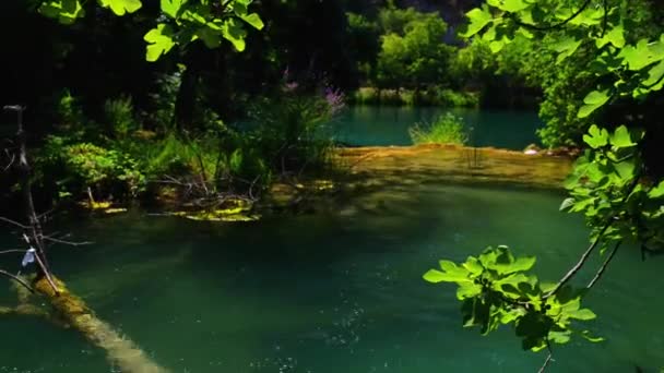 Il Parco nazionale di Krka è uno dei parchi nazionali croati, che prende il nome dal fiume Krka che racchiude. Si trova lungo il corso medio-basso nella Dalmazia centrale, nella contea di Sibenik-Knin — Video Stock