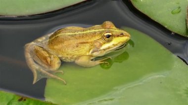 Bataklık kurbağası (Pelophylax ridibundus) Avrupa'nın en büyük kurbağa yerlisi ve gerçek kurbağa ailesine aittir. Yakından ilgili yenilebilir kurbağa ve havuz kurbağası görünümünde çok benzer.