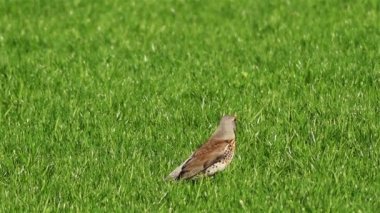 Tarla faresi (Turdus pilaris)çimenlerde yürüyen, pamukçuk giller familyasından Turdidae familyasından bir aile dir. Kuzey Avrupa ve Asya'da ormanlık ve çalılıklarda ürerler. Güçlü bir şekilde göçmendir, kışın güneye doğru hareket ederler..