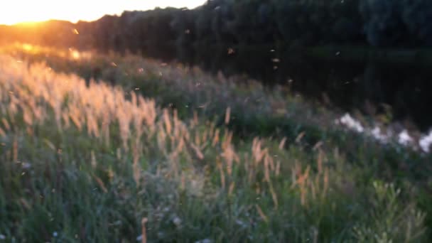 Moskitos fliegen bei Sonnenuntergang in der Nähe des Flusses. — Stockvideo