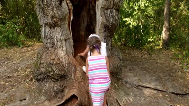 Due sorelle si arrampicano nella cavità di una quercia gigante di 500 anni nella foresta di Bialowieza, Brest, Bielorussia . — Video Stock