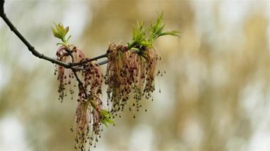 Acer negundo is a species of maple native to North America. Box elder, boxelder maple, ash-leaved maple, and ashleaf, maple ash are its most common names in United States