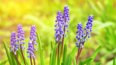 Muscari is a genus of perennial bulbous plants native to Eurasia that produce spikes of dense, most commonly blue, urn-shaped flowers resembling bunches of grapes in the spring. Grape hyacinth.