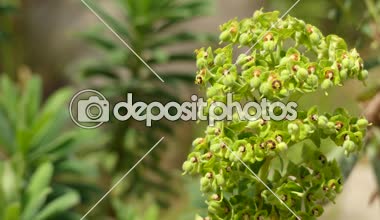 Euphorbia margalidiana, Euphorbiaceae familyasından bir bitki türü. İspanya'ya endemiktir. Doğal habitatları Akdeniz Matorral çalılık bitki örtüsü ve kayalık kıyılarda.