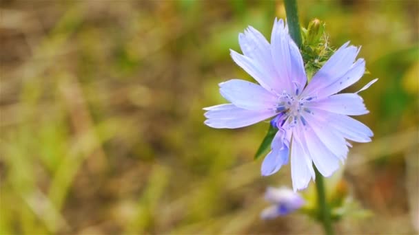 Flower of common chicory (Cichorium intybus). Cichorium is a genus of plants in the dandelion tribe within the sunflower family. The genus includes chicory or endive, plus several wild species. — Stockvideo