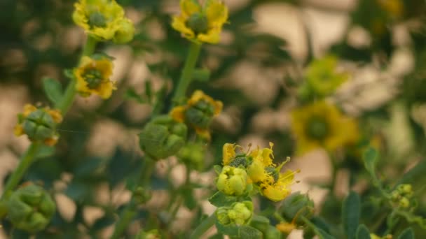 Ruta chalepensis is een geslacht van bedektzadigen in de citrus familie bekend onder de gemeenschappelijke naam omzoomd rue. Het is inheems in Eurazië en Noord-Afrika. — Stockvideo