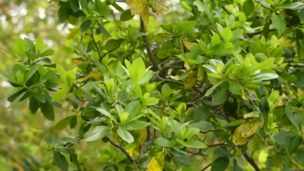 Arbutus unedo, Ericaceae familyasından bir ağaç türü. İrlanda 'nın güneybatı ve kuzeybatısındaki varlığı nedeniyle İrlanda çilek ağacı olarak da bilinir.. — Stok video