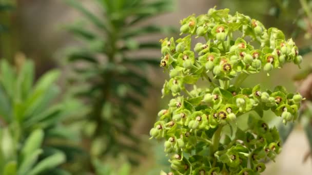 Euphorbia margalidiana é uma espécie de planta da família Euphorbiaceae. É endémica de Espanha. Os seus habitats naturais são: matagal mediterrânico, vegetação arbustiva, e nas costas rochosas . — Vídeo de Stock