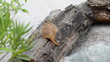 çöl faresi veya suricate, küçük carnivoran (herpestidae Firavun faresi ailesine ait olduğunu).