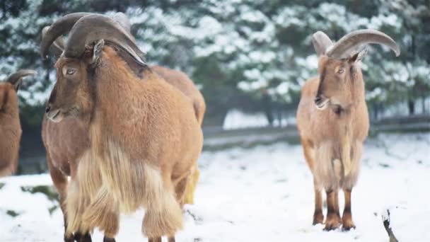 Ammotragus lervia es una especie de ave paseriforme de la familia Ammotragus nativa de las montañas rocosas en el norte de África. También se conoce como aoudad, waddan, arui y arruis. . — Vídeo de stock