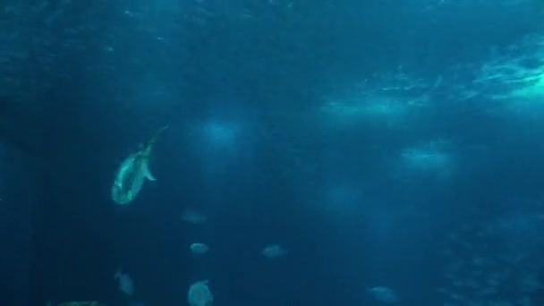 Timelapse 4k: Oceanario con molte specie diverse di pesci . — Video Stock