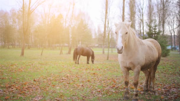 Terno de cavalo palomino pastando no pasto. Palomino é uma cor de casaco em cavalos, consistindo de um casaco de ouro e crina branca e cauda . — Vídeo de Stock