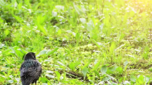 El estornino común (Sturnus vulgaris), también conocido como el estornino europeo, o en las Islas Británicas solo el estornino, es un ave paseriforme de tamaño mediano de la familia Sturnidae. . — Vídeos de Stock