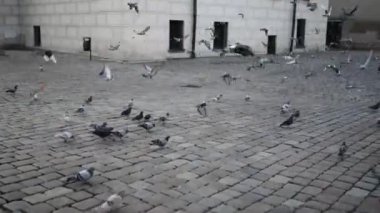 Güvercinler Poznan Belediye veya almasının çevresinde Poznan batı Polonya, eski Pazar Meydanı merkezinde yer alan tarihi bir bina var. Yerel yönetim koltuk olarak 1939 kadar sunmak için kullanılan.