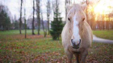 Palomino at takım mera otlatma. Palomino bir at, bir altın ceket ve beyaz yele ve kuyruk oluşan kat rengindedir.