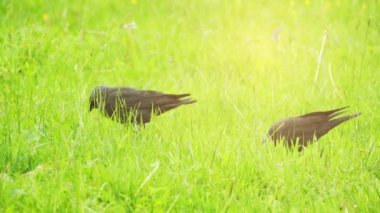 Batı karga yeşil çimlerin üzerinde atlıyor. Avrasya kargası (