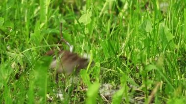 Serçe çimenlerin içinde atlıyor. Ev serçesi (Passer domesticus) dünyanın birçok yerinde bulunan serçe giller familyasından passeridae familyasından bir kuş türü..