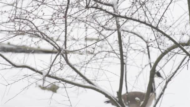 L'Oie des clochers (Branta leucopsis) appartient au genre Branta des oies noires, qui contient des espèces au plumage largement noir, les distinguant des espèces grises de l'Anser. . — Video