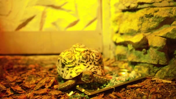 Leopardenschildkröte (Stigmochelys pardalis) ist das einzige Mitglied der Gattung Stigmochelys, aber in der Vergangenheit wurde sie häufig in Geochelon platziert. — Stockvideo