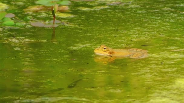 Bataklık kurbağası (Pelophylax ridibundus) Avrupa'nın en büyük kurbağa yerlisi ve gerçek kurbağa ailesine aittir. Yakından ilgili yenilebilir kurbağa ve havuz kurbağası görünümünde çok benzer. — Stok video
