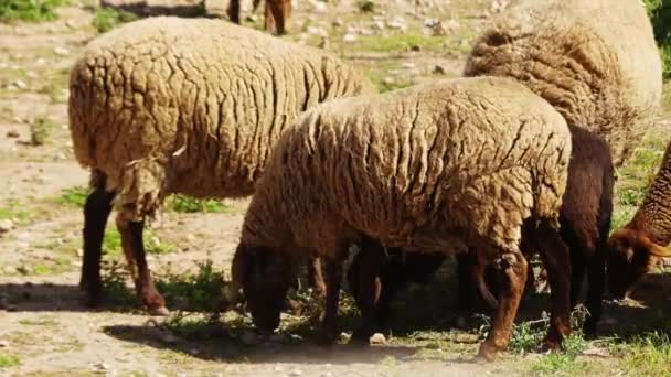 Absheron schapen grazen in de zomer weide. — Stockvideo