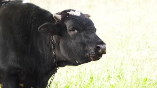 Pastoreo del toro-inseminador en el pastizal.El ganado vacuno coloquialmente es el tipo más común de ungulados domesticados grandes . — Vídeos de Stock